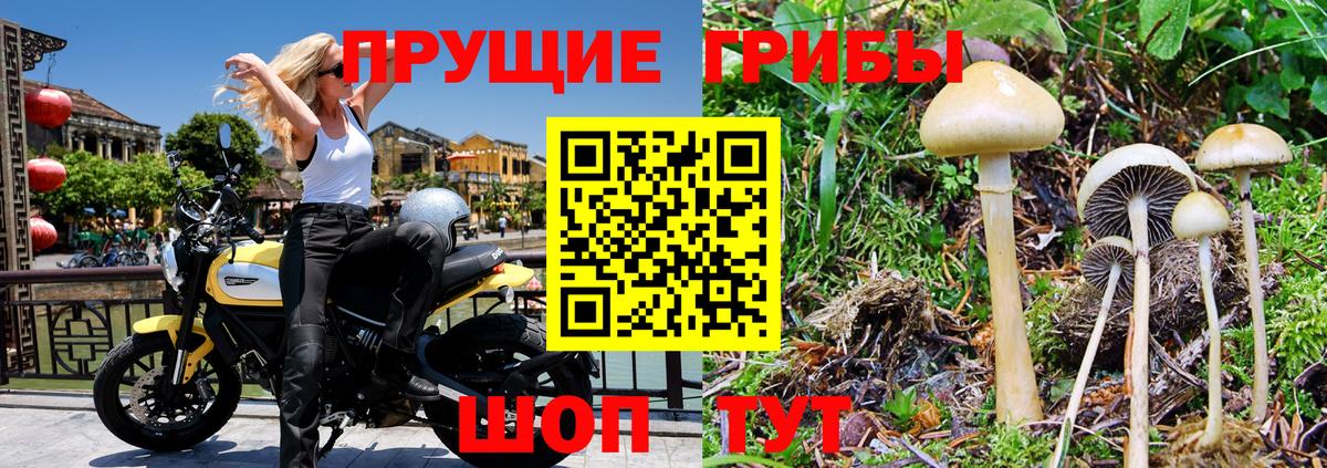 Галлюциногенные грибы мицелий  купить   Урус-Мартан  Вход с VPN 